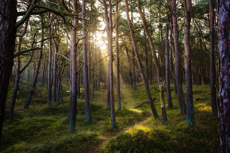 Forest Hideaway