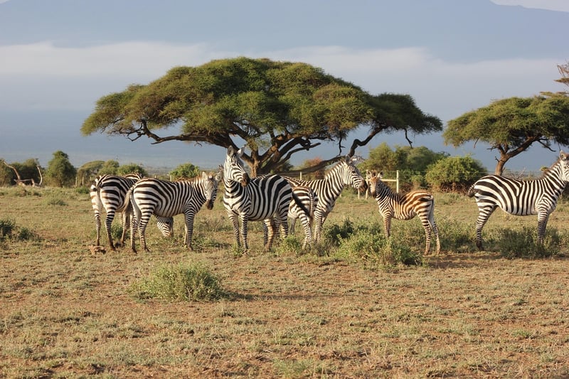 Safari Adventure